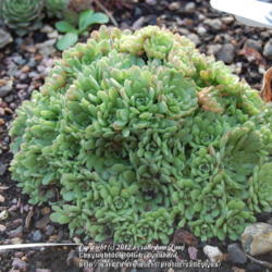 Location: Pacific Northwest, zone 8
Date: Nov 25, 2012
NOID rosularia