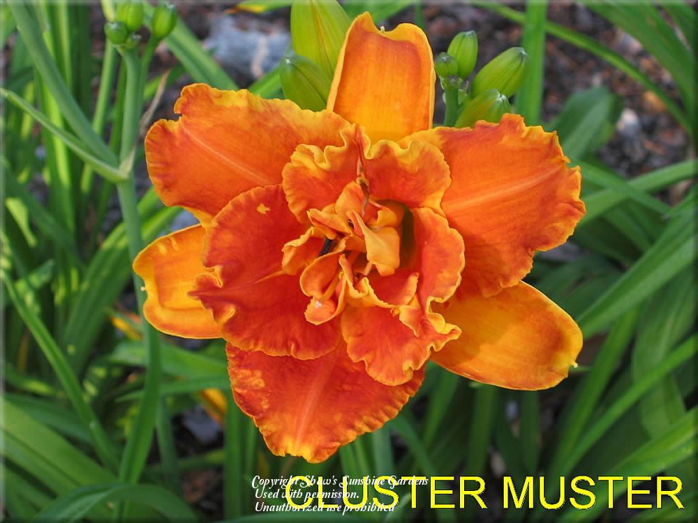 Photo of Daylily (Hemerocallis 'Cluster Muster') uploaded by vic