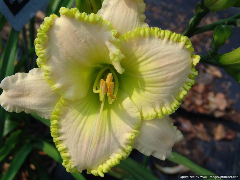 Photo of Daylily (Hemerocallis 'Emerald Dream') uploaded by Calif_Sue