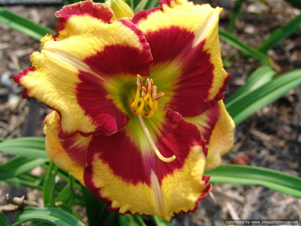 Photo of Daylily (Hemerocallis 'Don't Touch That') uploaded by Calif_Sue