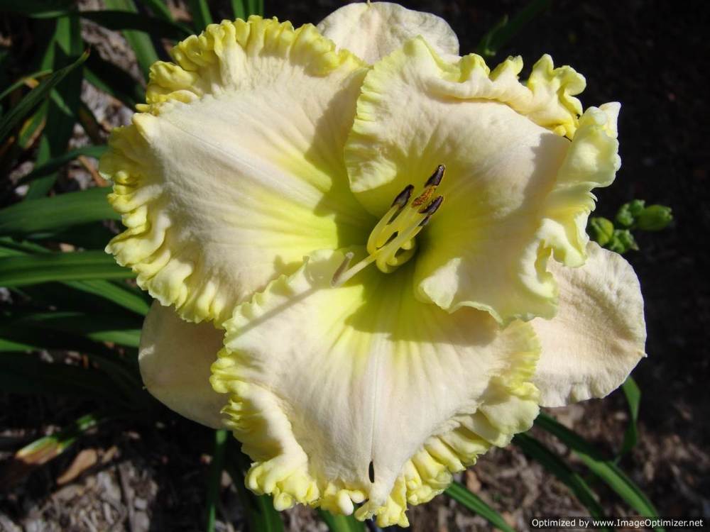 Photo of Daylily (Hemerocallis 'Fancy Lace') uploaded by Calif_Sue