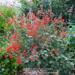 Location: Fielder House Butterfly garden Arlington, Texas.
Date: 2012-10-26
Butterflies love to nectar on this flower.