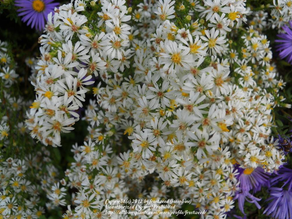 Photo of Heath Aster (Symphyotrichum ericoides) uploaded by frostweed