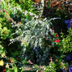 Location: My yard in Arlington, Texas.
Date: 2012-11-13
The white flowers really stand out against the other colors.