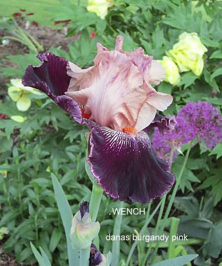 Photo of Tall Bearded Iris (Iris 'Wench') uploaded by ge1836