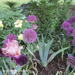 Location: Sun Zone 6a
Date: 2012-05-21
Planted with Allium Purple Sensation