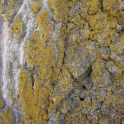 
Date: 2012-11-28
With Lichen