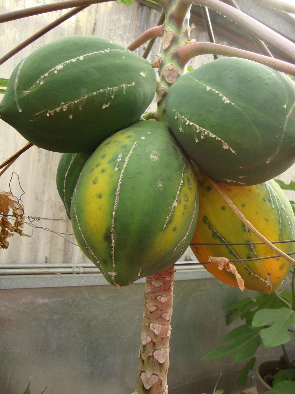 Photo of Papaya (Carica papaya) uploaded by Paul2032