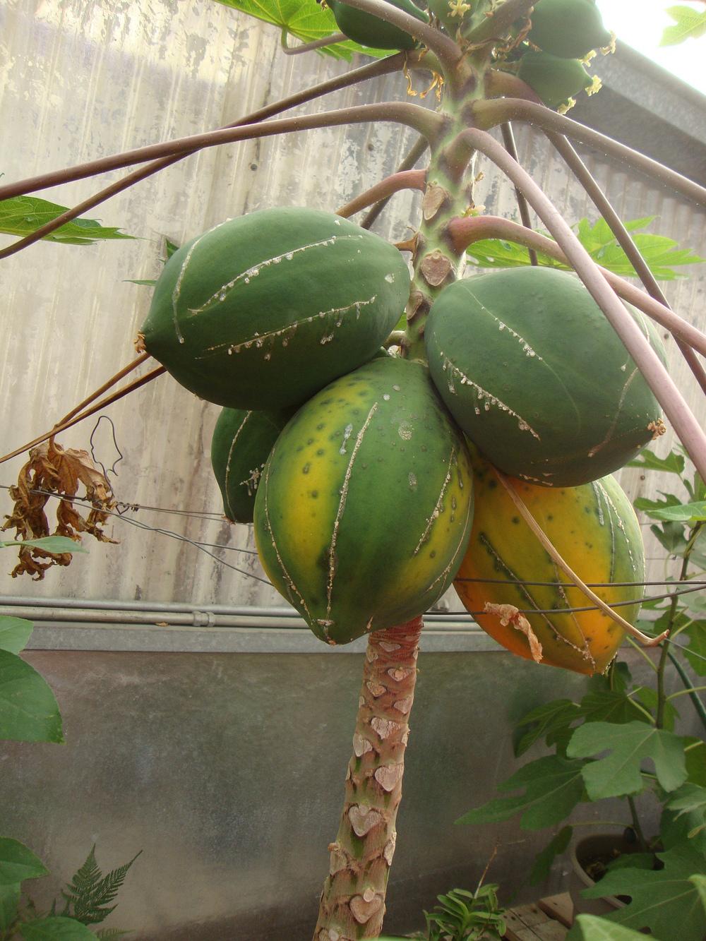 Photo of Papaya (Carica papaya) uploaded by Paul2032