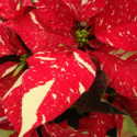 All about Poinsettias