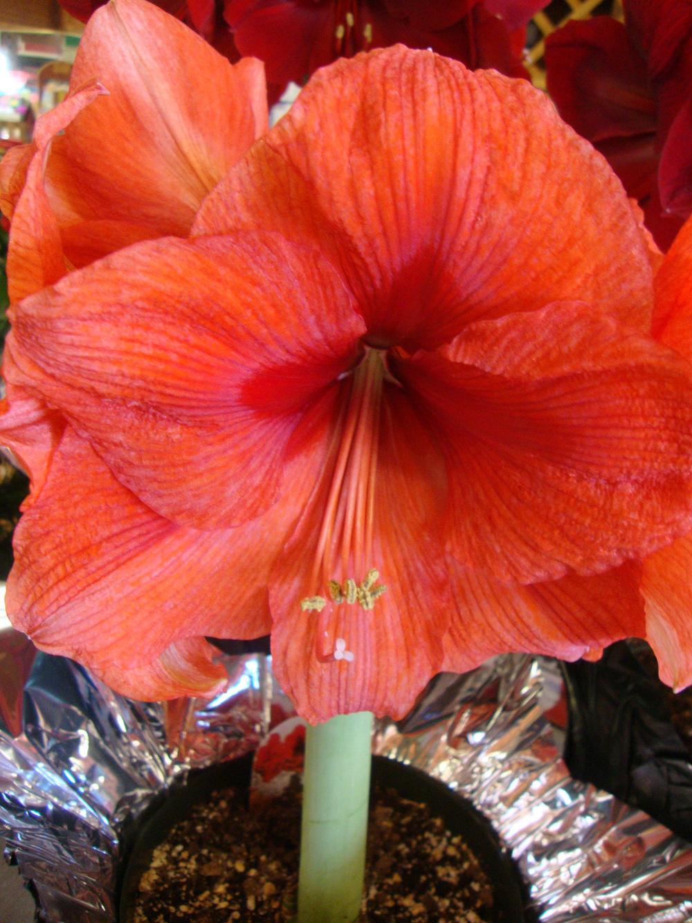 Photo of Amaryllis (Hippeastrum Gold Medal®) uploaded by Paul2032