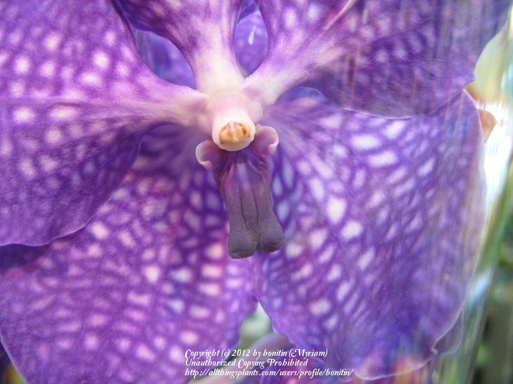 Photo of Blue Orchid (Vanda coerulea) uploaded by bonitin