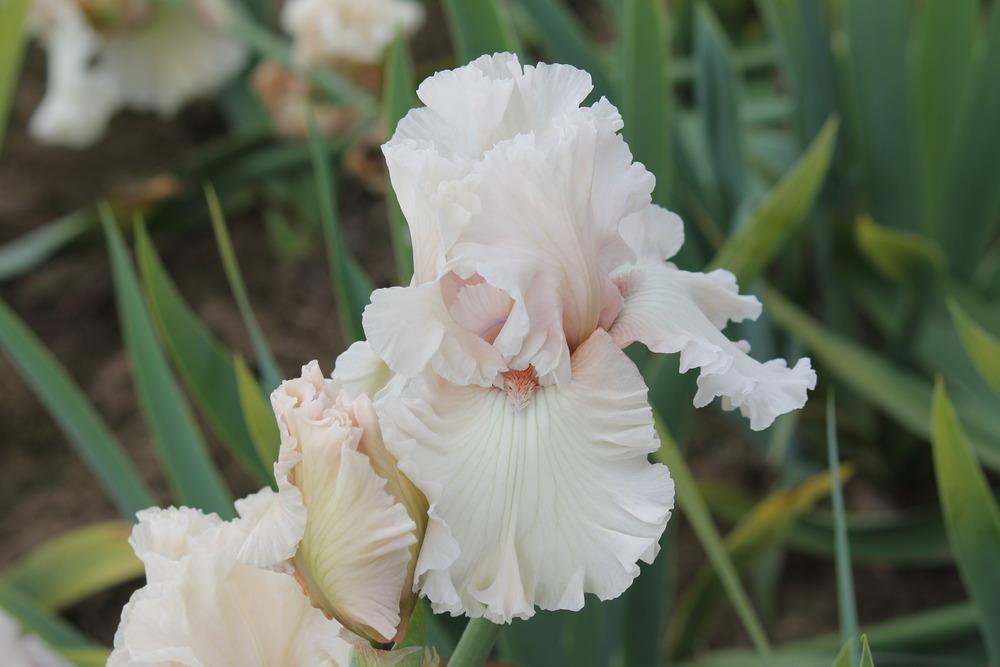 Photo of Tall Bearded Iris (Iris 'Treasured') uploaded by ARUBA1334