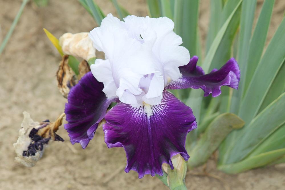 Photo of Tall Bearded Iris (Iris 'Royal Snowcap') uploaded by ARUBA1334