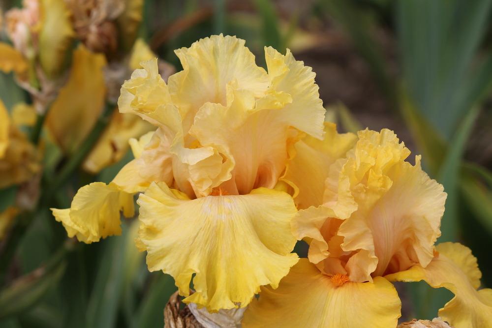 Photo of Tall Bearded Iris (Iris 'Abbondanza') uploaded by ARUBA1334