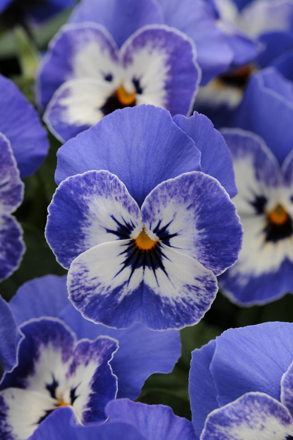 Photo of Horned Violet (Viola cornuta Sorbet™ Delft Blue) uploaded by SongofJoy