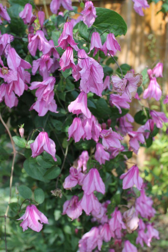 Photo of Clematis (Clematis integrifolia 'Pamiat Serdtsa') uploaded by growitall