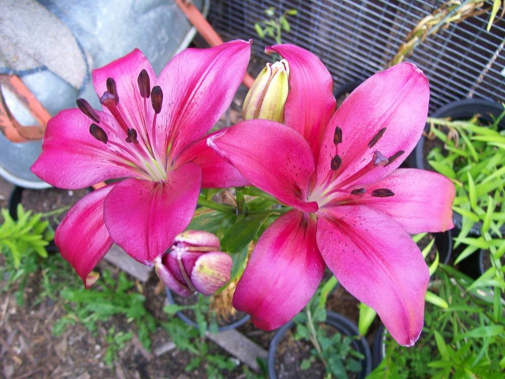 Photo of Lily (Lilium 'Lanzarote') uploaded by gwhizz