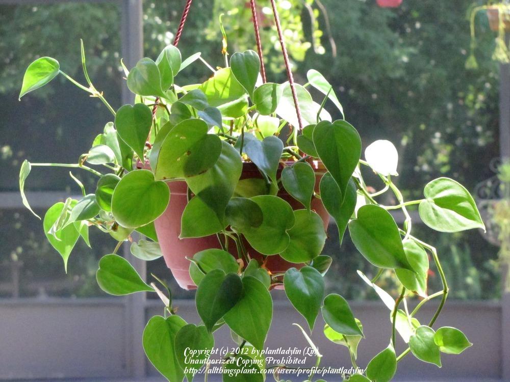 Photo of Heart Leaf Philodendron (Philodendron hederaceum var. oxycardium) uploaded by plantladylin
