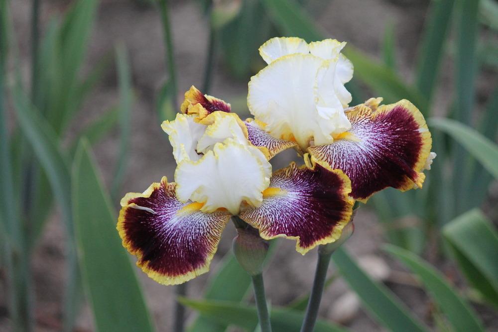 Photo of Tall Bearded Iris (Iris 'Carnival Ride') uploaded by ARUBA1334