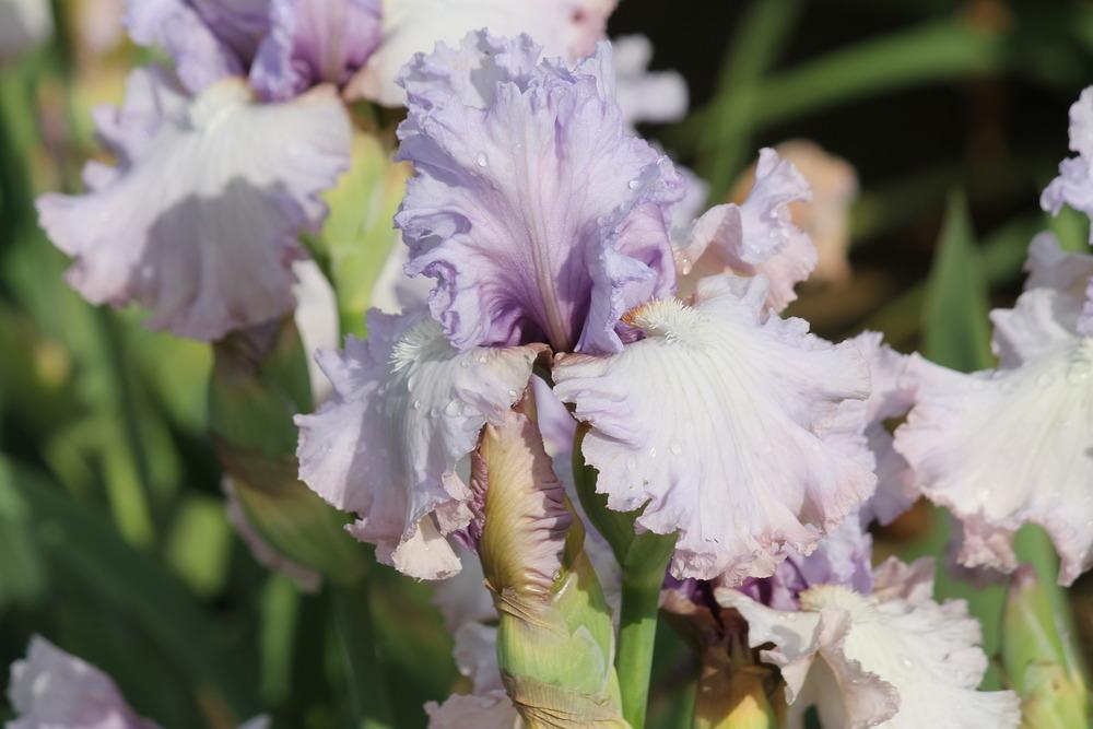 Photo of Tall Bearded Iris (Iris 'Dearie') uploaded by ARUBA1334