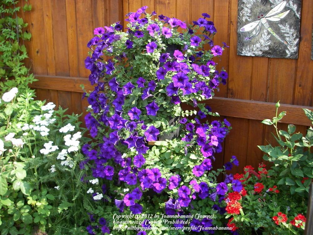 Photo of Multiflora Spreading/Trailing Petunia (Petunia Wave® Blue) uploaded by Joannabanana