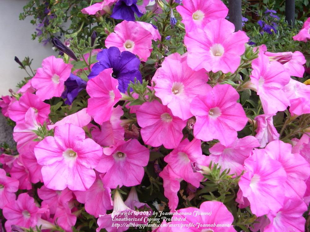 Photo of Multiflora Spreading/Trailing Petunia (Petunia Easy Wave® Pink ) uploaded by Joannabanana