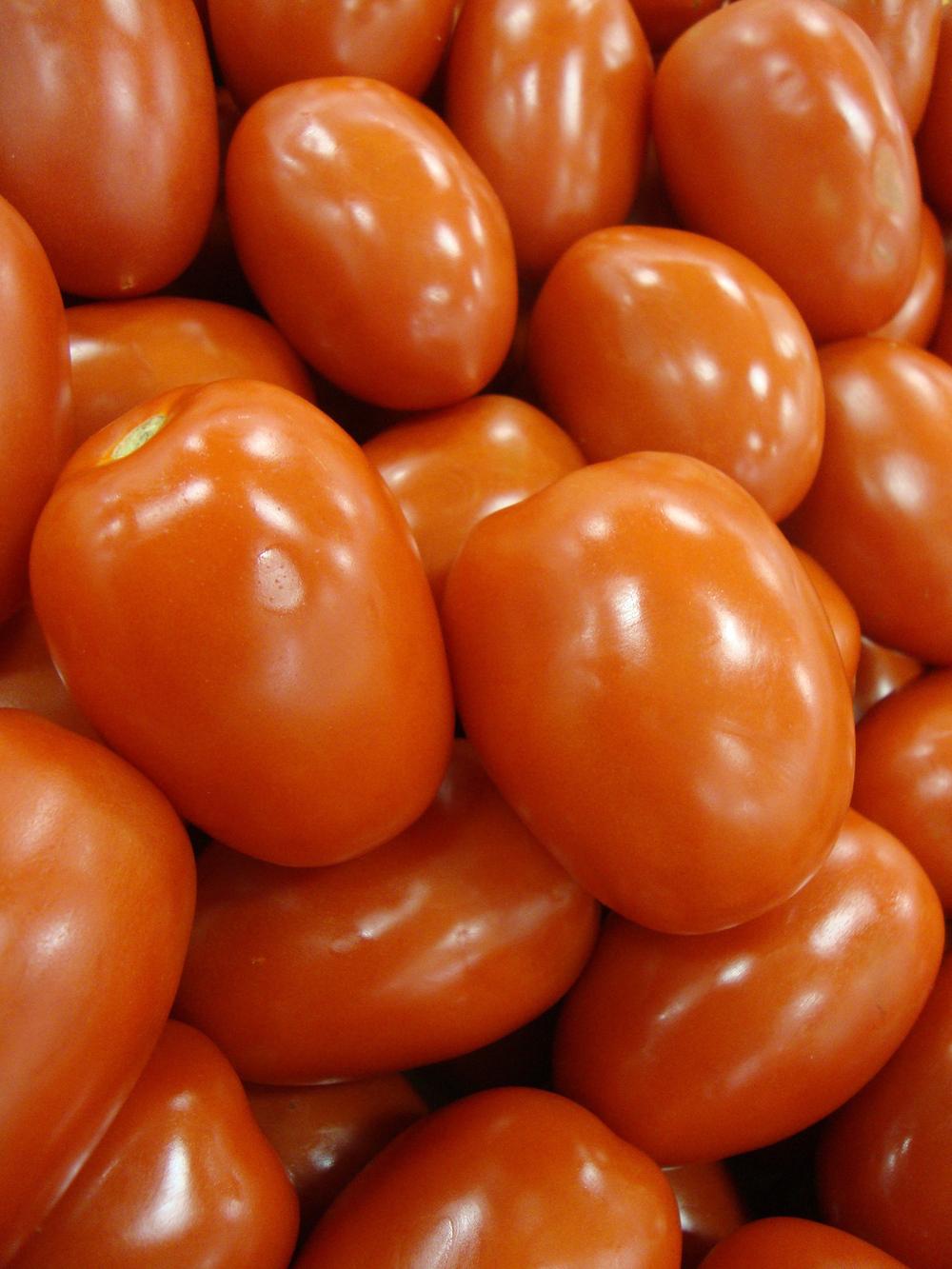Photo of Tomato (Solanum lycopersicum 'Roma') uploaded by Paul2032
