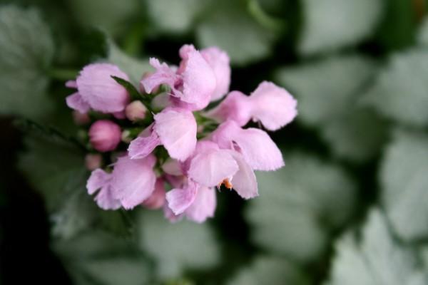 Photo of Spotted Dead Nettle (Lamium maculatum 'Beacon Silver') uploaded by SongofJoy