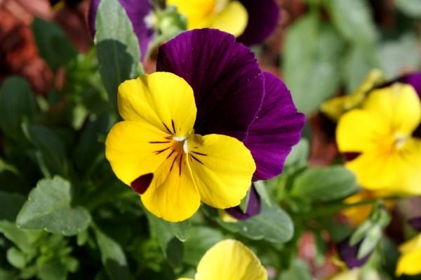 Photo of Johnny Jump-Up (Viola tricolor) uploaded by SongofJoy