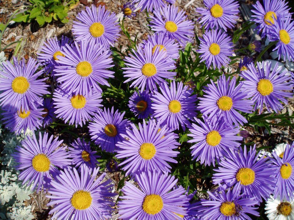 Photo of Alpine Aster (Aster alpinus) uploaded by growitall