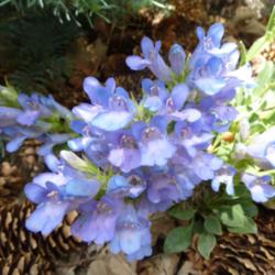 Location: My garden, Calgary, Alberta, Canada; zone 3.
Date: 2012-12-01 
Bought as Penstemon speciosus subsp. kennedyi; this very compact 