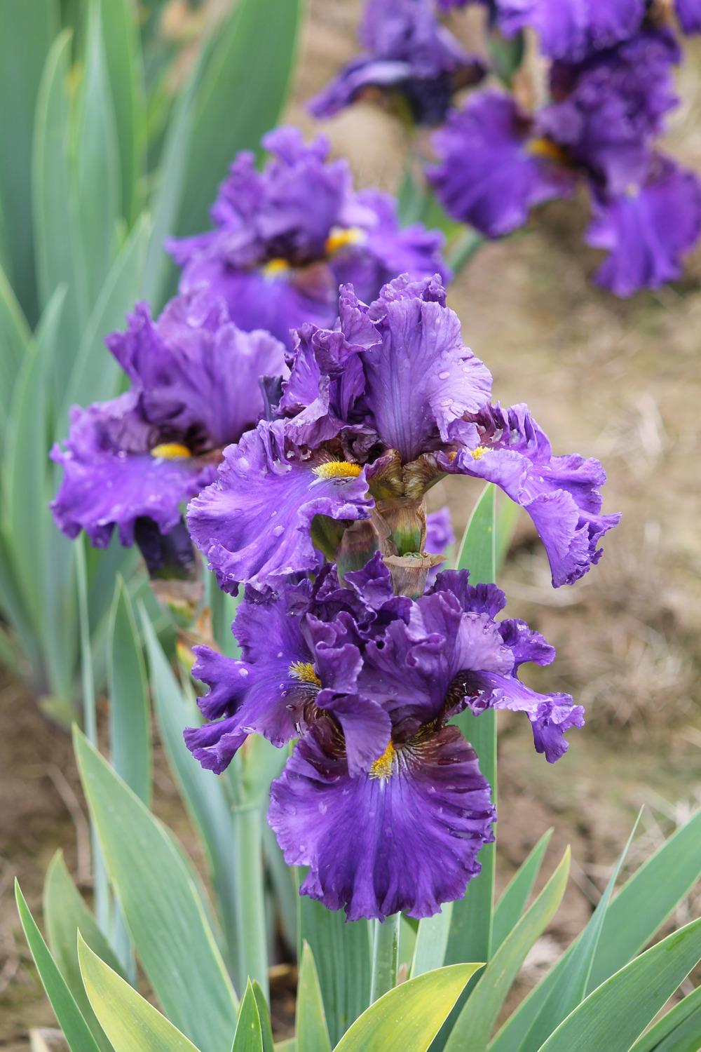 Photo of Tall Bearded Iris (Iris 'Sweet Mei') uploaded by ARUBA1334