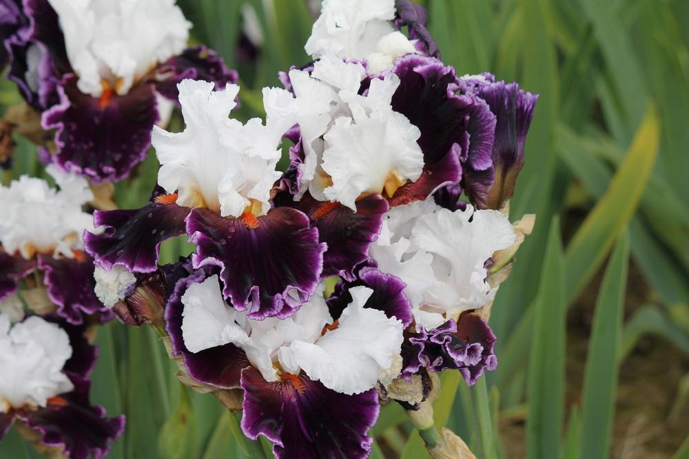 Photo of Tall Bearded Iris (Iris 'Applause Line') uploaded by ARUBA1334