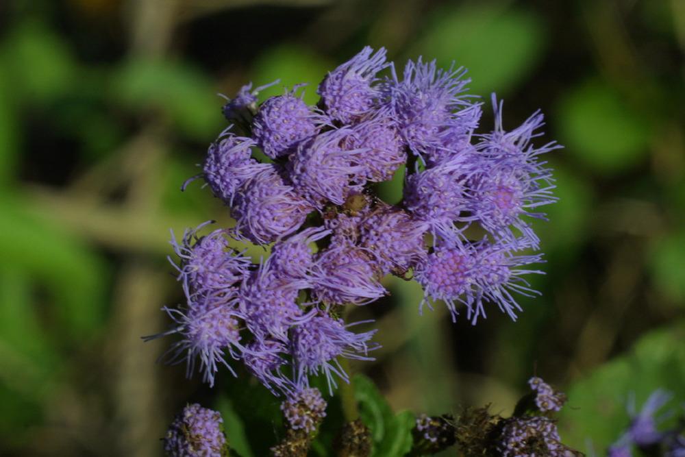 Photo of Blue Mistflower (Conoclinium coelestinum) uploaded by SongofJoy