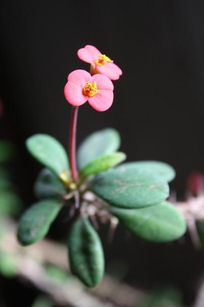 Photo of Crown of Thorns (Euphorbia milii) uploaded by SongofJoy