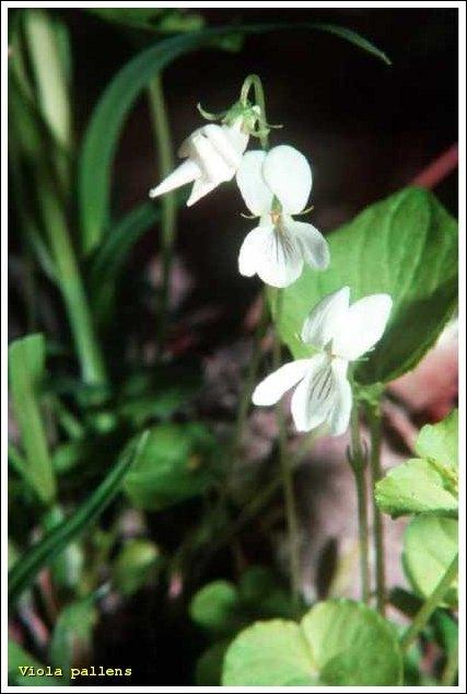 Photo of Macloskey's Violet (Viola macloskeyi) uploaded by SongofJoy
