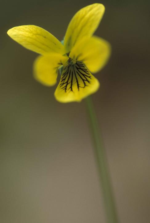 Photo of Downy yellow violet (Viola pubescens var. scabriuscula) uploaded by SongofJoy