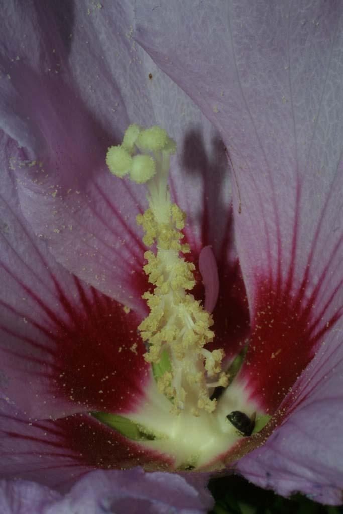 Photo of Roses of Sharon (Hibiscus syriacus) uploaded by SongofJoy