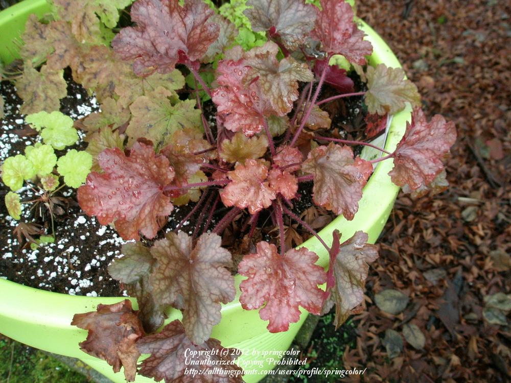 Photo of Coral Bells (Heuchera 'Peach Flambe') uploaded by springcolor