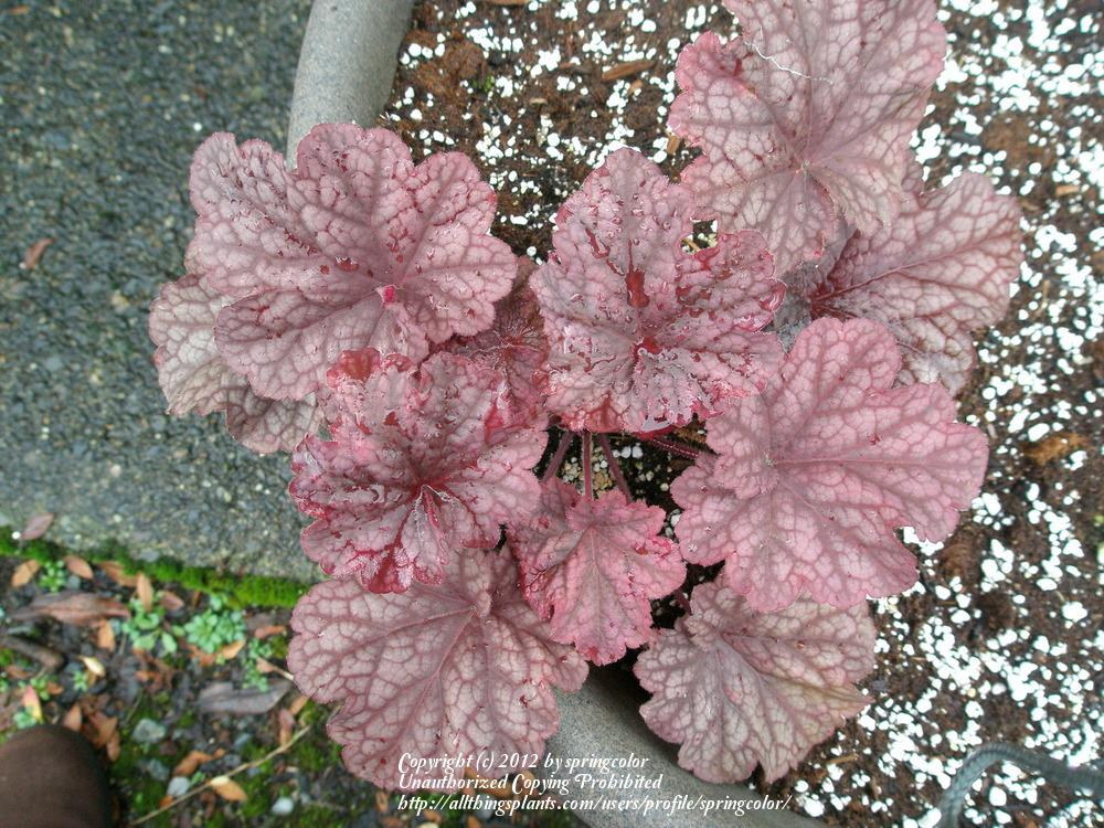 Photo of Coral Bells (Heuchera 'Berry Smoothie') uploaded by springcolor