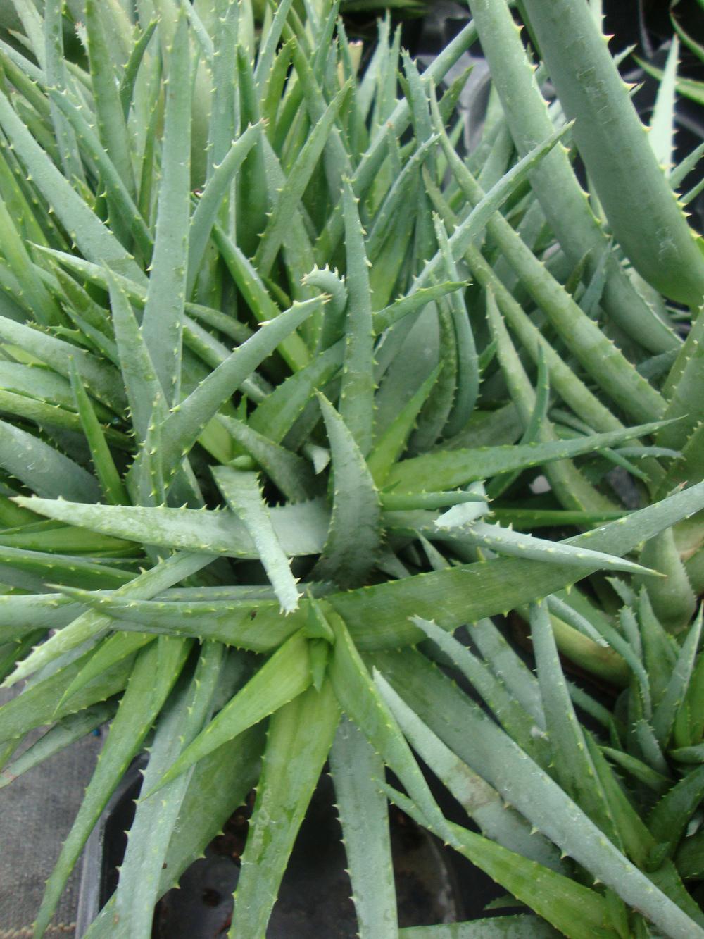 Photo of Aloes (Aloe) uploaded by Paul2032