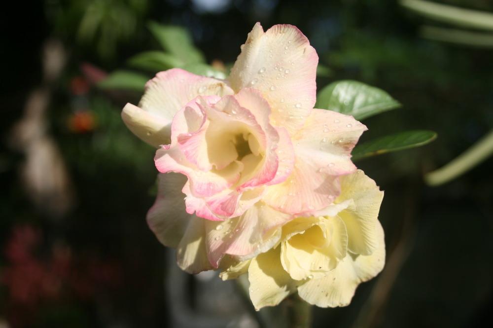 Photo of Desert Rose (Adenium obesum 'Happy Gold') uploaded by coconut