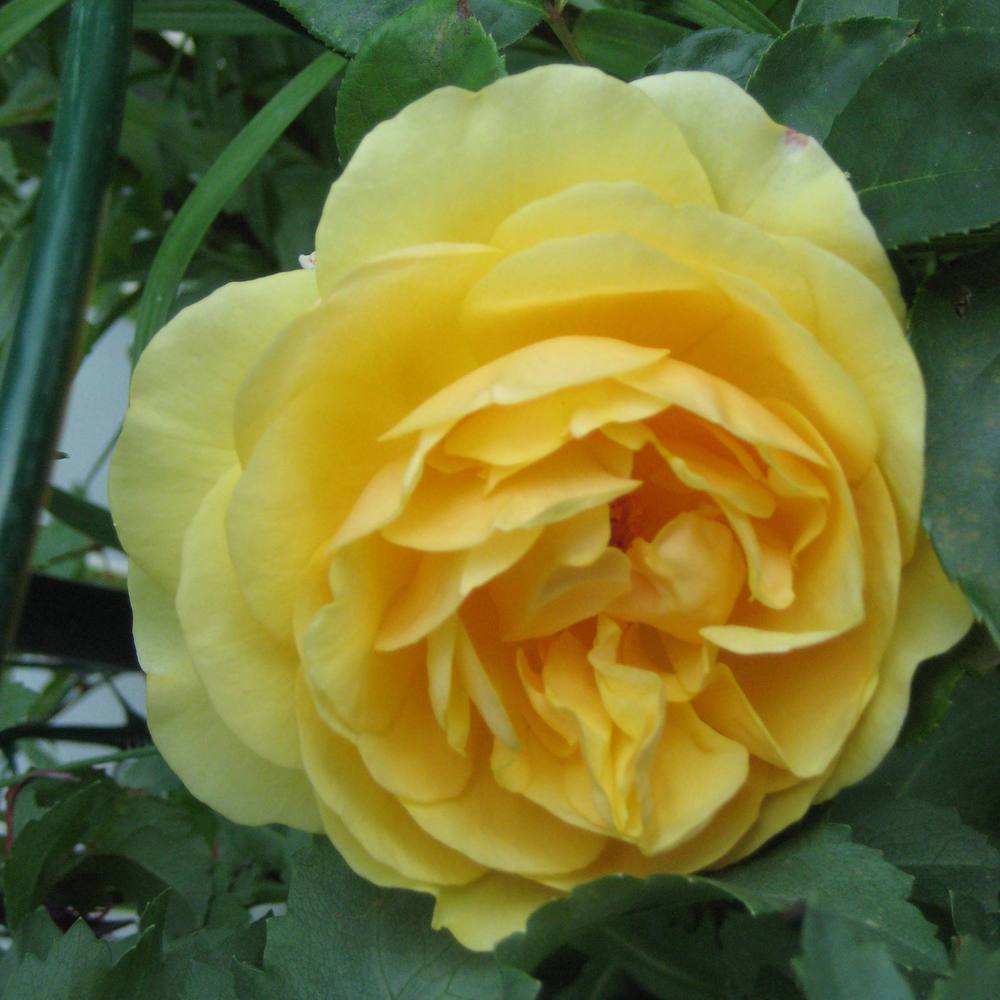 Photo of Rose (Rosa 'Graham Thomas') uploaded by dorab