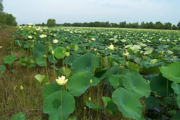 Photo of American Lotus (Nelumbo lutea) uploaded by SongofJoy
