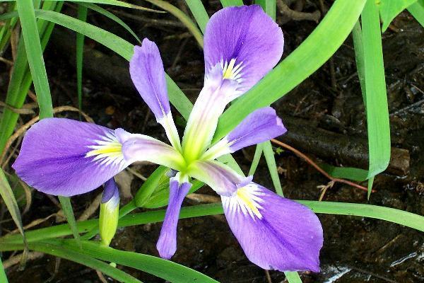 Photo of Species Iris (Iris virginica) uploaded by SongofJoy