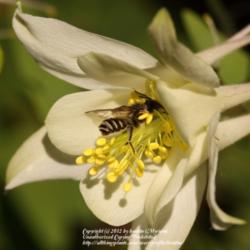 Location: My garden in Gent, Belgium
Date: 2010-06-03
Irresistible to bees! :)