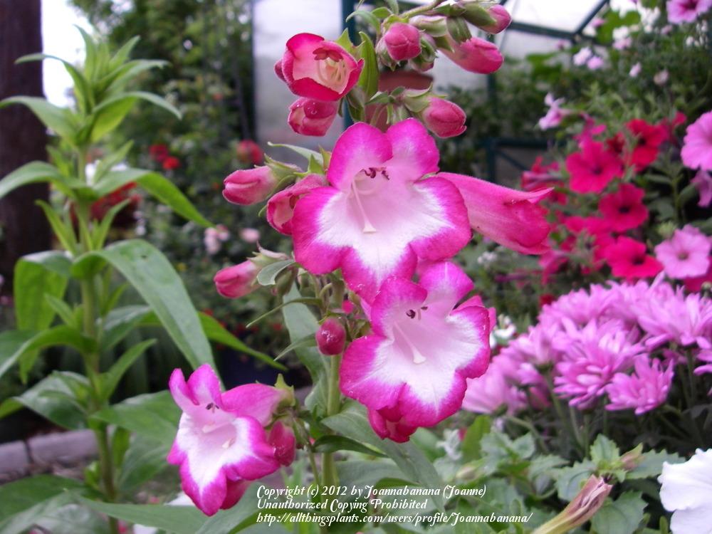 Photo of Garden Bells (Penstemon hartwegii) uploaded by Joannabanana