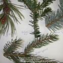 Identifying Pine, Spruce, and Fir