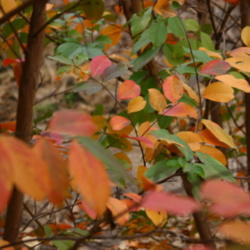 Location: Jacksonville, TX
Date: 2012-12-06
Fall color on 'Muskogee'